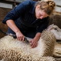 Essential Guide to Shearing and Trimming Farm Animals for Optimal Care