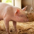 Enhancing Farm Animal Well-Being Through Mental Stimulation