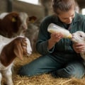 Essential Practices for Caring for Newborn and Young Farm Animals