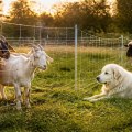 Successfully Integrating New Animals into Your Herd or Flock