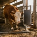 Essential Strategies for Safely Handling and Transporting Large Farm Animals