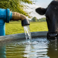 Ensuring Clean Water for Farm Animals: Best Practices and Solutions