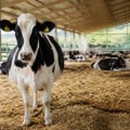 Ensuring Adequate Space for Farm Animals: Best Practices for Care and Well-Being