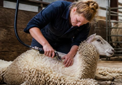 Essential Guide to Shearing and Trimming Farm Animals for Optimal Care