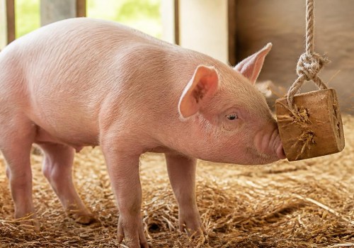 Enhancing Farm Animal Well-Being Through Mental Stimulation