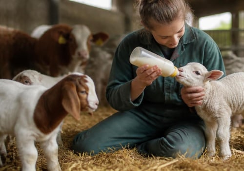Essential Practices for Caring for Newborn and Young Farm Animals