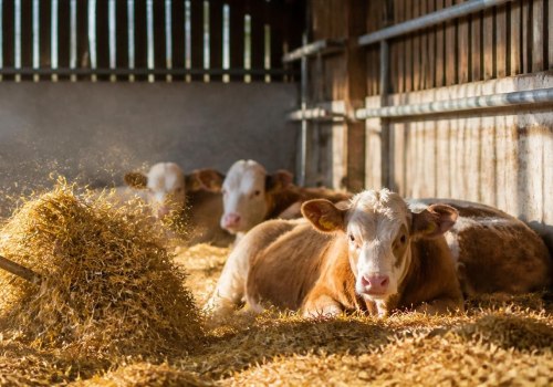 Ensuring Clean and Comfortable Bedding for Farm Animals: Best Practices for Farmers