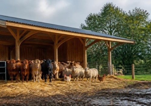 Essential Shelter Solutions for Farm Animal Care