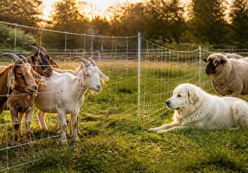 Successfully Integrating New Animals into Your Herd or Flock