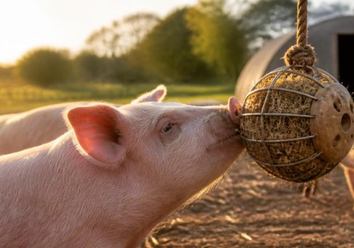 Enhancing Well-Being: Effective Enrichment Strategies for Farm Animals