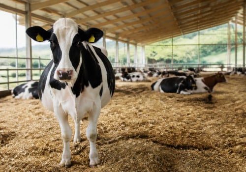 Ensuring Adequate Space for Farm Animals: Best Practices for Care and Well-Being